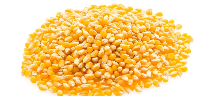 corn cob seed